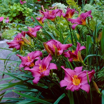 ?aliovka – Hemerocallis ´Summer Wine´ Co14