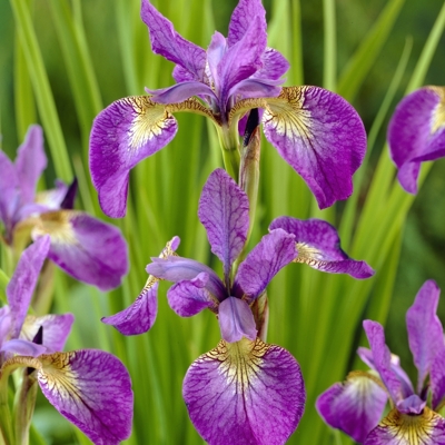 Iris sibirica - MIX farieb P11 10/15