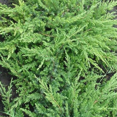 Borievka pobežná - Juniperus conferta 'Schlager'  Co18L  1/2 kmeň