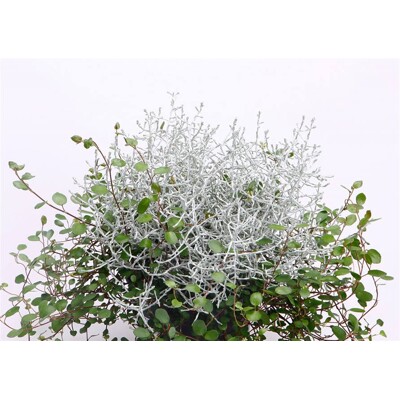 Muehlenbeckia P13