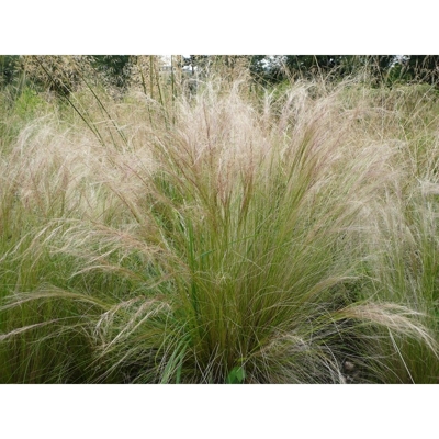 Kavyľ - Stipa tenuissima 'Pony Tails' K9