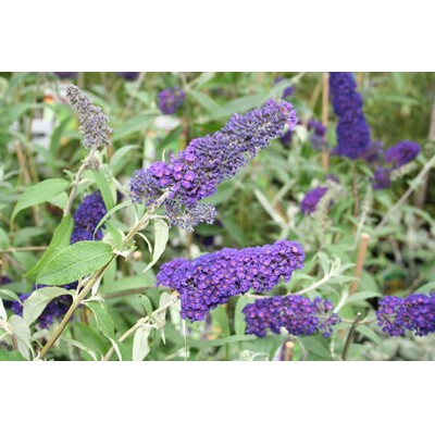 Buddleja davidii 'Empire Blue'