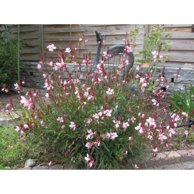 Gaura lindheimeri ´Gaudi Pink´ P13