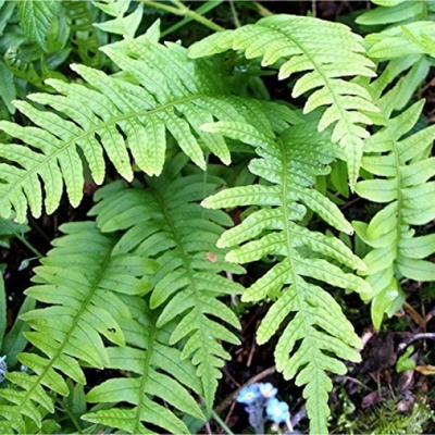 Papraďovec štetinatý - Polystichum setiferum ´Plumosum Densum´ Co1,7L