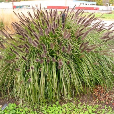 Perovec psiarkovitý - Pennisetum alopecuroides 'Black Beauty´