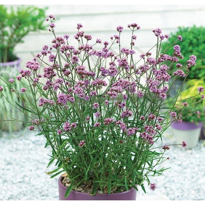Železník argentínsky - Verbena bonariensis ´Lollipop´
