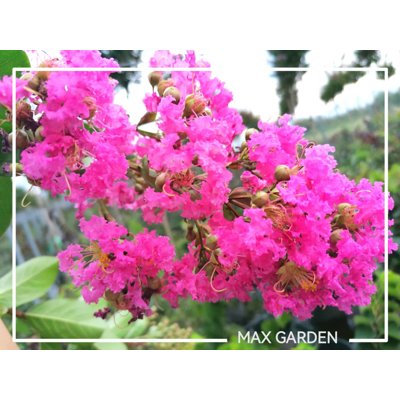 Myrta krepová tmavo ružová - Lagerstroemia indica ´Rosea Grassi ´  Co10L  160/180