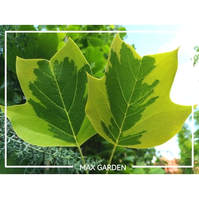 Ľaliovník tulipánokvetý - Liriodendron tulipifera Co15L 200/250