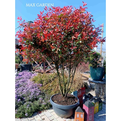 Červienka  - Photinia fraseri ´Carre Rouge´ Co2L 60/70