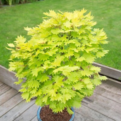 Javor japonský - Acer shirasawanum 'Jordan´ - 120+cm
