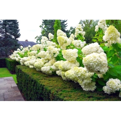 Hortenzia metlinatá - Hydrangea paniculata 'Magical Mont Blanc' - 30/40cm