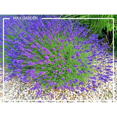 Levandu?a úzkolistá  -  Lavandula angustifolia 'Hidcote Blue' - 20/30cm