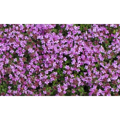 Dúška včasná - Thymus praecox ´Coccineus´  K9