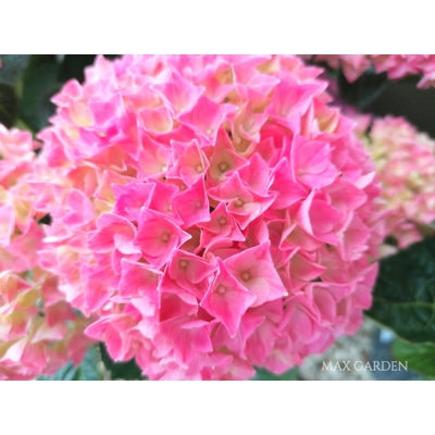 Hortenzia kalinolistá - Hydrangea macrophylla - ružová P14  20-30