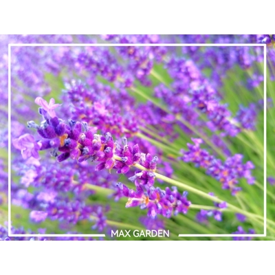 Levandu?a úzkolistá  -  Lavandula angustifolia 'Hidcote Blue'