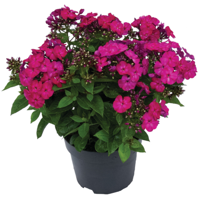 Flox metlinatý - Phlox paniculata ´Famous Magenta´