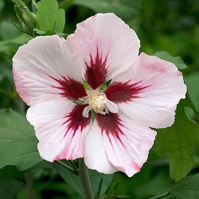 Ibištek - Hibiscus syriacus ´Pink Chiffon ´ Co2,5L 30/40