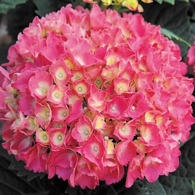 Hortenzia kalinolistá - Hydrangea macrophylla ´Masja´ Co3L 25/30