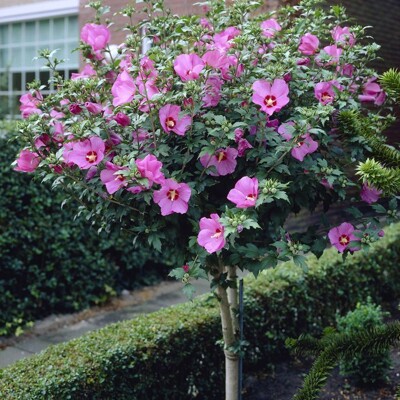 Ibištek - Hibiscus syriacus ´Woodbridge´