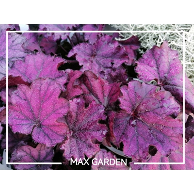 Heuchera ´Pink Panther´