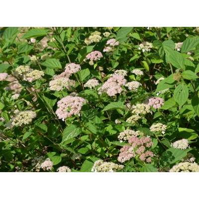 Hortenzia stromčekovitá - Hydrangea arborescens 'Ruby Annabelle' Co4L 30/40