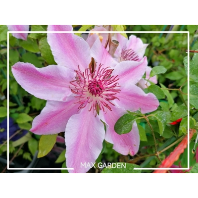 Plamienok - Clematis 'Rubens' 40+ Co1L 40/50