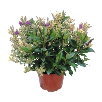 Hebe Andersonii ´Twins´ 30/40cm
