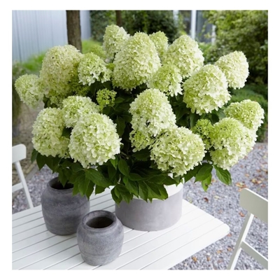 Hortenzia metlinatá - Hydrangea paniculata 'Little Spooky´ 25/35cm