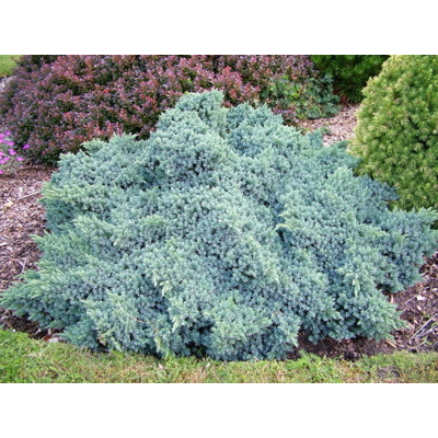 Borievka šupinatá - Juniperus squamata 'Blue Star' - 15/20cm