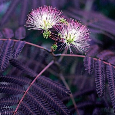 Albízia - Albizia julibrissin ´SUMMER CHOCOLATE´ - 160+cm