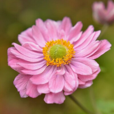 Anemone ´Fantasy Belle´