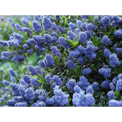 Ceanothus thyrsiflorus 'Repens' Co2L 20/30