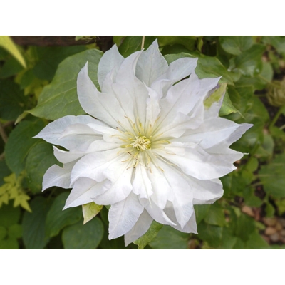 Plamienok - Clematis 'Rubens' 40+ Co1L 40/50