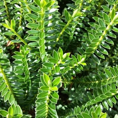 Hebe 'New Zealand'