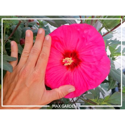 Ibištek bahenný - Hibiscus moscheutos ´Pink Passion´