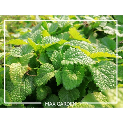 Medovka lekárska - Melissa officinalis L. P14