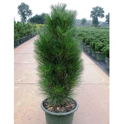 Pinus Nigra ´Bambino´  Co15L  KM70/80 d40-45