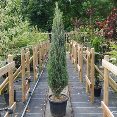 Borievka - Juniperus scopulorum ´Blue Arrow´ - 20/30cm