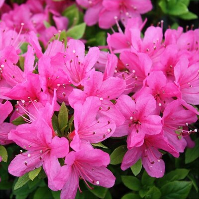 Azalka japonská - Azalea japonica 'ANOUK' - 20/30cm