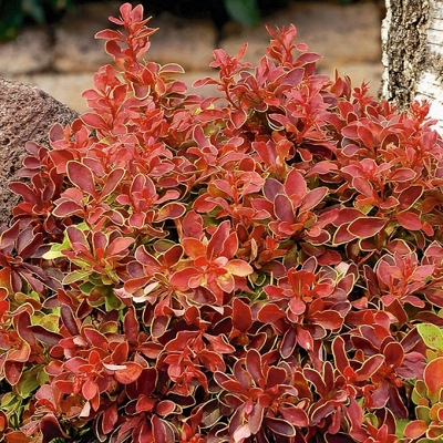 Drá? Thunbergov - Berberis thunbergii f. atropurpurea 'Admiration' - 20/30cm