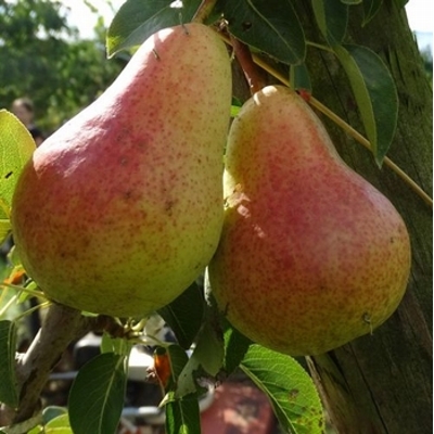 Hruška - Pyrus communis 'Bohemica' - zimná Co7.5L