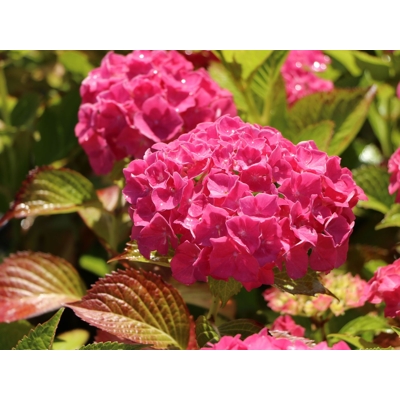 Hortenzia kalinolistá - Hydrangea macrophylla 'Alpenglühen' Co2,5L 20/30