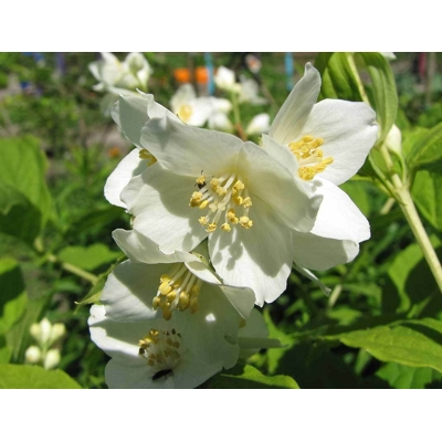 Philadelphus ´Belle Etoile´ Co2,5L  20/30