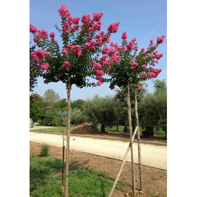 Myrta krepová  - Lagerstroemia indica na 200cm kmeni (strom) - tmavo ružová, 6/8