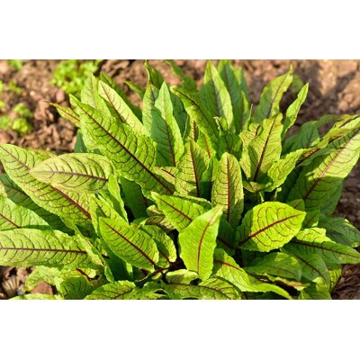 Štiavec krvavý (Rumex sanguineus): Dekoratívna a jedlá trvalka
