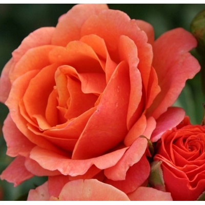 Ruža čajová -voňavá - Rosa GRANDE AMORE ® Co4L
