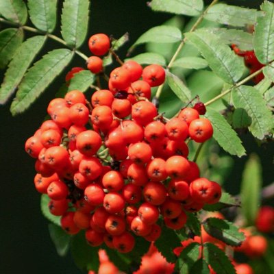 Sorbus Aucuparia ´Lutescens´ - Jarabina mukyňova 
