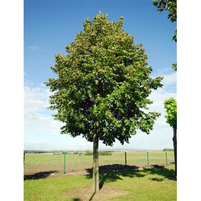 Tilia americana ´Nova´ – lipa americká | Rýchlorastúci tieniaci strom