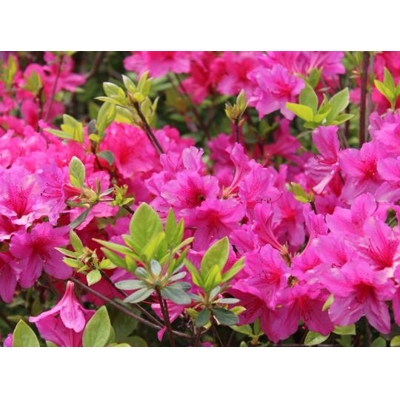 Azalka japonská - Azalea japonica  'Melina'  Co2.5L 20/30