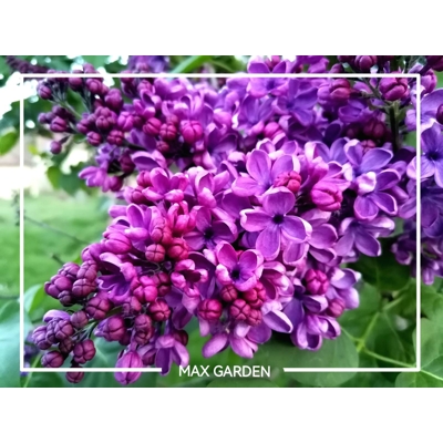 Orgován obyčajný - Syringa vulgaris 'Charles Joly' Co2,5L 20/30